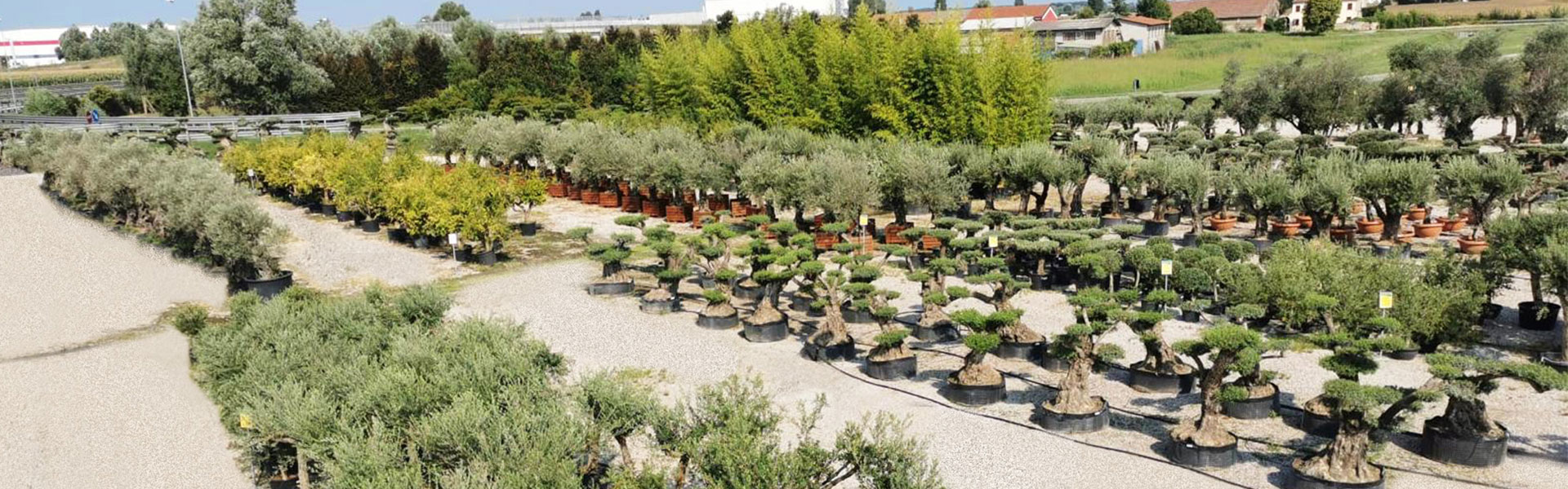 Vivaio Real Garden - vendita olivi