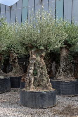 VERZWEIGTER OLIVENBAUM UMFANG STAMM 100/120 CM H. TOPF 50 CM H STAMM 140/180 CM GESAMTHÖHE 2,40/2,70 M - GEWICHT 400/500 KG - VERFÜGBARKEIT