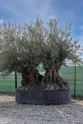 DOUBLE TRUNK OLIVE TREE – OLIVE TRUNK CIRCUMFERENCE 200/250 CM – HEIGHT 2.35/2.40 M – 18/20 QL - AVAILABILITY