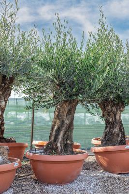 OLIVE BONSAI CIRCUMFERENCE 70/90CM – HEIGHT 2.0/2.2 M - KG 220/280 - HIGH AVAILABILITY 