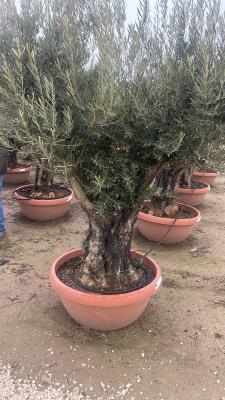 OLIVEN-BONSAI-SCHALEN-STIELUMFANG 80/100 CM – HÖHE VON 2,0 METER BIS 2,2 METER – GEWICHT 220/280 KG – VERFÜGBARKEIT