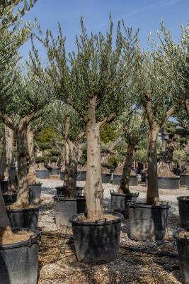 BRANCHED  OLIVE CIRCUMFERENCE 45/50CM HEIGHT OF 2.4 M TO 2.5 M - KG 120/140  - AVAILABILITY