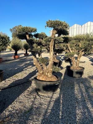 POMPOM OLIVES CIRCUMFERENCE 90/120 CM HEIGHT 1.80/1.90 M KG 300/350  - AVAILABILITY