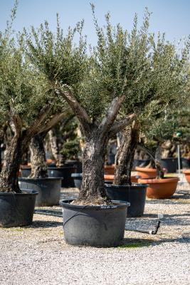 BRANCHED OLIVE CIRCUMFERENCE 80/100 CM BRANCHED CM HEIGHT OF 2.8 M TO 3.0 M - KG  450/550 -HIGH AVAILABILTY