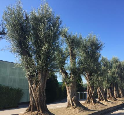 OLIVE CIRCUMFERENCE 300/500CM HEIGHT OF 5.0 M TO 8.0 M - AVAILABILITY