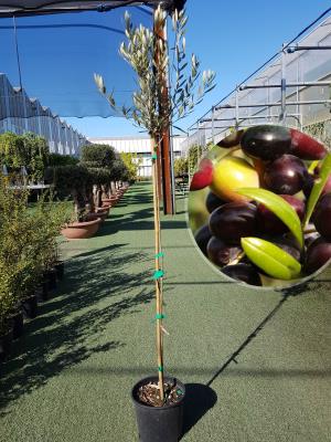 Olivo Arbequina Vaso 20cm altezza 1,60-1,70m