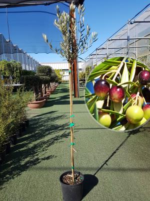 Olivo Manzanilla Vaso 20cm altezza 1,60-1,70m