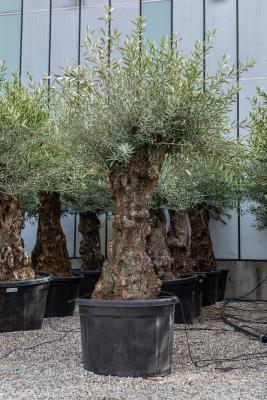 BONSAI-OLIVENBAUM IM TOPF, STIELUMFANG 90/120 CM – HÖHE VON 2,4 METER BIS 2,50 METER HÖHE NUR STIEL 100 – 120 CM – GEWICHT 350 / 400 KG – VERFÜGBARKEIT