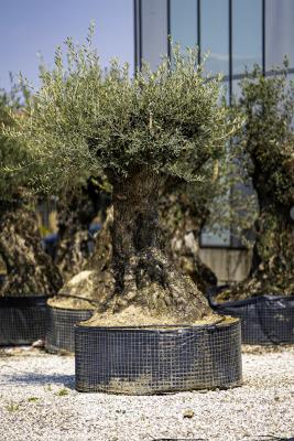 OLIVE BONSAI CIRCUMFERENCE 100/120 CM HEIGHT OF 2.4 M TO 2.5 M - HIGH AVAILABILITY