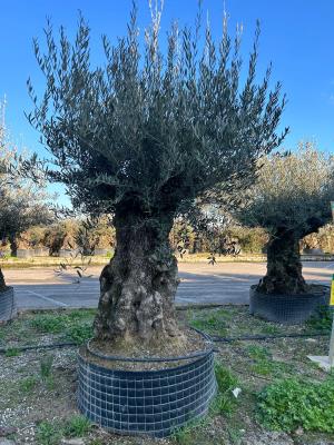OLIVE BONSAI CIRCUMFERENCE 120/160 CM HEIGHT OF 2.4 M TO 2.5 M - KG  550/650 - AVAILABILITY
