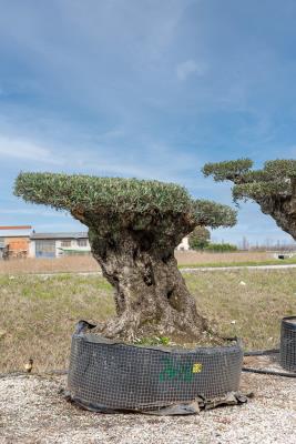 OLIVE in sculpture  CIRCUMFERENCE  1.8/2.5 M HEIGHT OF 2.2/2.5 M - 12/14 QL -  AVAILABILITY