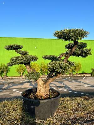 OLIVE in sculpture  CIRCUMFERENCE  0.9/1.2 M HEIGHT OF 2.3/2.5 M - 12/14 QL -  AVAILABILITY