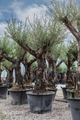 Olivo ramificato circonferenza fusto 70/80 cm altezza totale 2,3/2,5 metri - altezza vaso 50 cm  - PESO 220/250 KG - DISPONIBILITÀ ELEVATE