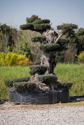 BEISPIELHAFTE OLIVENBAUM MAXI-SKULPTUR STAMMUMFANG 1,8/2,4 METER HÖHE 2,7/2,9 METER - GEWICHT 20/25 QL - VERFÜGBARKEIT