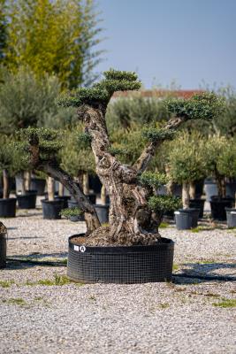 OLIVE in sculpture  CIRCUMFERENCE  1.2/1.5 M HEIGHT OF 2.4/2.6 M - 700/900 KG - AVAILABILITY