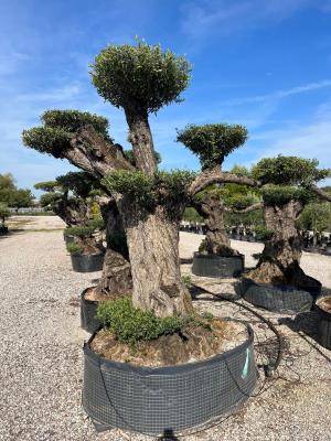 OLIVE in sculpture  CIRCUMFERENCE  1.6/1.8 M HEIGHT OF 2.5/2.7 M - 700/900 KG - AVAILABILITY