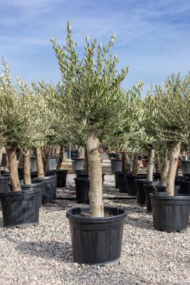 OLIVE CIRCUMFERENCE 30/40CM HEIGHT OF 1.5 M TO 1.6 M - HIGH AVAILABILITY