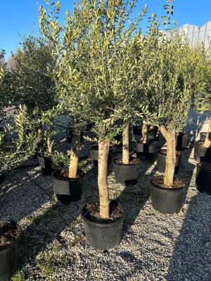 Olivo circonferenza fusto  30/40 cm - altezza totale 170/200 cm - altezza vaso 35 cm - PESO 25/30 KG - Disponibilità 