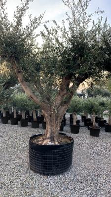 BRANCHED OLIVE CIRCUMFERENCE 200/300CM BRANCHED CM HEIGHT OF 3.3 M TO 3.5 M - HIGH AVAILABILTY