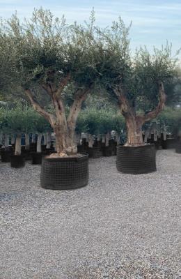 EXEMPLAR VERZWEIGTER OLIVENBAUM STAMUMFANG 2/3 METER GESAMTHÖHE 3,3/3,5 M