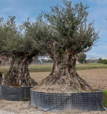 OLIVE CIRCUMFERENCE 240/290 CM HEIGHT OF 320/340 cm - 20/25 QL - AVAILABILITY