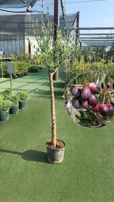 Olivo trees for production CIRCUMFERENCE  18/25 h 28 cm  HEIGHT OF 200/220 cm  - HIGH AVAILABILITY