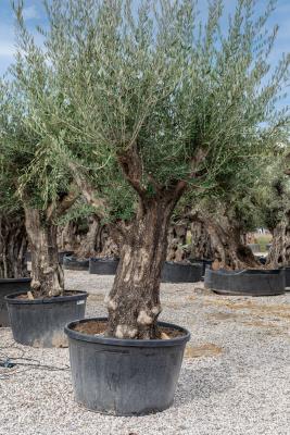 BRANCHED OLIVE CIRCUMFERENCE 100/120 CM – HEIGHT 2.4/2.7 M - 400/500KG - HIGH AVAILABILITY