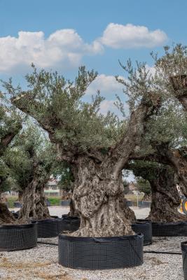 BRANCHED OLIVE CIRCUMFERENCE 2.7/3.2 M BRANCHED M HEIGHT OF 3.5 M TO 3.7 M -  20/25 QL - HIGH AVAILABILTY