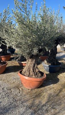 OLIVE BONSAI CIRCUMFERENCE 110/140CM – HEIGHT 2.2/2.4 M - KG 220/280 - HIGH AVAILABILITY 