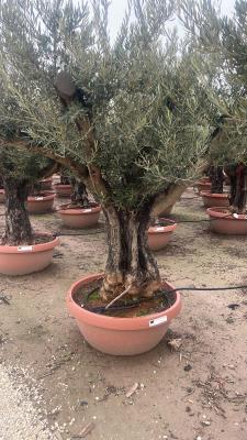 OLIVEN-BONSAI-SCHALEN-STIELUMFANG 130/160 CM – HÖHE VON 2,2 METER BIS 2,4 METER – GEWICHT 220/280 KG – VERFÜGBARKEIT