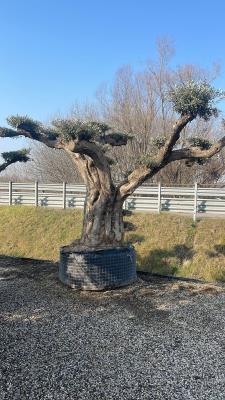 POMPOM OLIVES CIRCUMFERENCE 200/220 CM HEIGHT 3.0/3.2 M   - HIGH AVAILABILITY