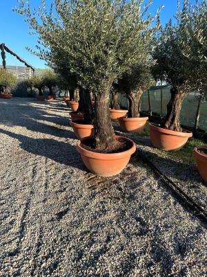OLIVE bowl BONSAI CIRCUMFERENCE 90/110CM – HEIGHT 2.0/2.2 M - KG 220/280 - AVAILABILITY