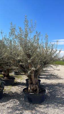 Branched stump olive CIRCUMFERENCE 70/110 CM  -AVAILABILTY
