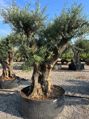 Olivo RAMIFICATO circonferenza fusto 180/220 cm  - DISPONIBILITA' 