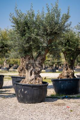 BRANCHED OLIVE CIRCUMFERENCE 140/160 CM – HEIGHT 3.2/3.3 M - KG 1.000 - HIGH AVAILABILITY