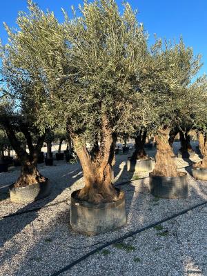 BRANCHED OLIVE CIRCUMFERENCE 150/200 CM – HEIGHT 3.2/3.3 M - KG 1.000 - AVAILABILITY