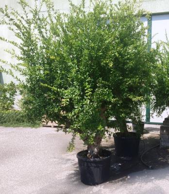 Melograno Punica Granatum Ramificato circonferenza 40-50 cm Altezza da 2,2 metri a 2,5 metri - Disponibilità 