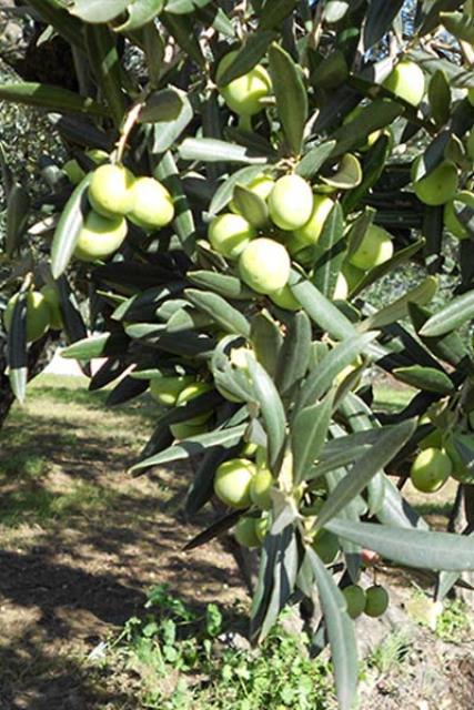 Olive trees