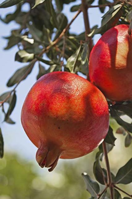 Pomegranates trees