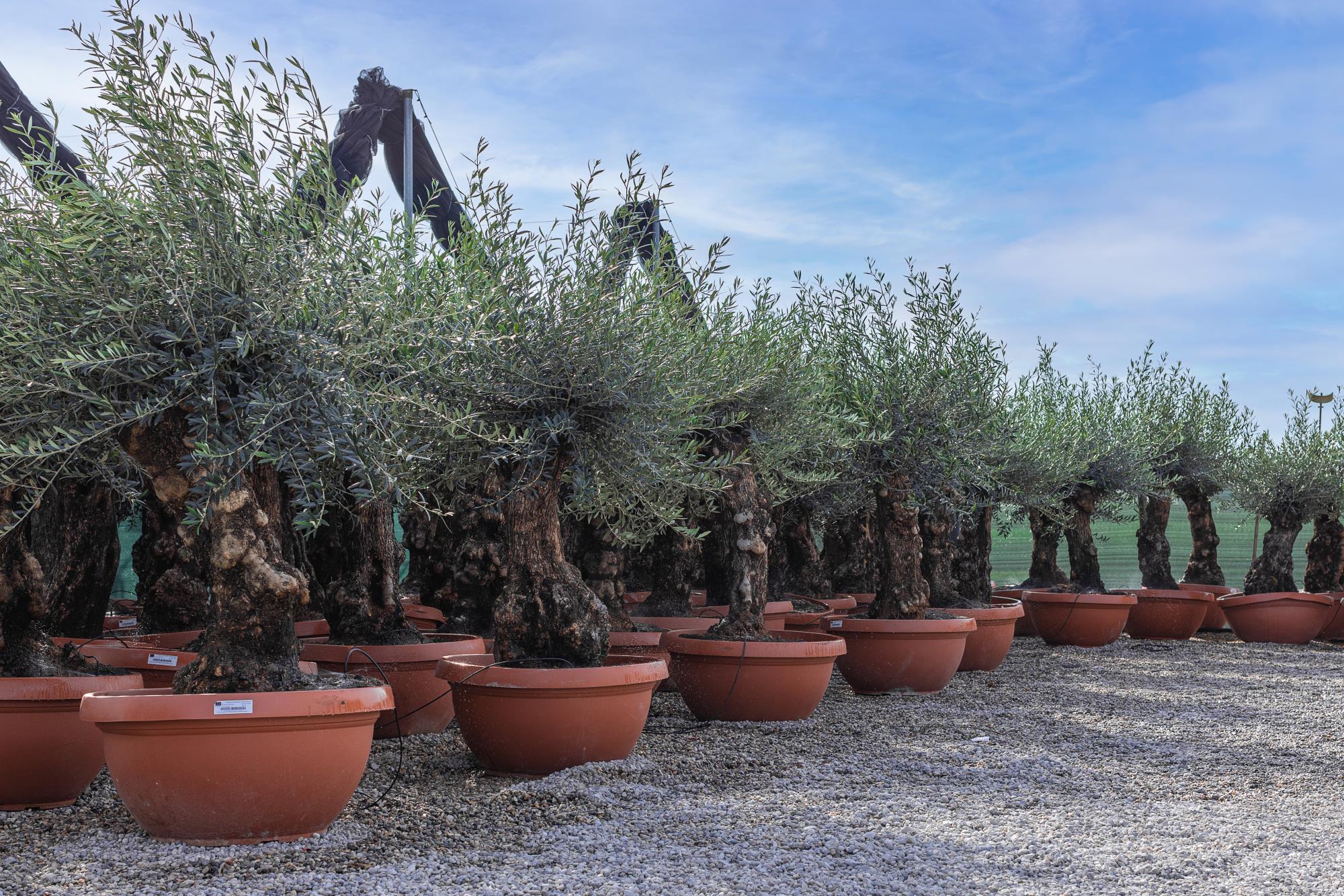 olivi OLIVO CIOTOLA BONSAI CIRCONFERENZA FUSTO 70/90 CM ALTEZZA DA 2,0 METRI A 2,2 METRI