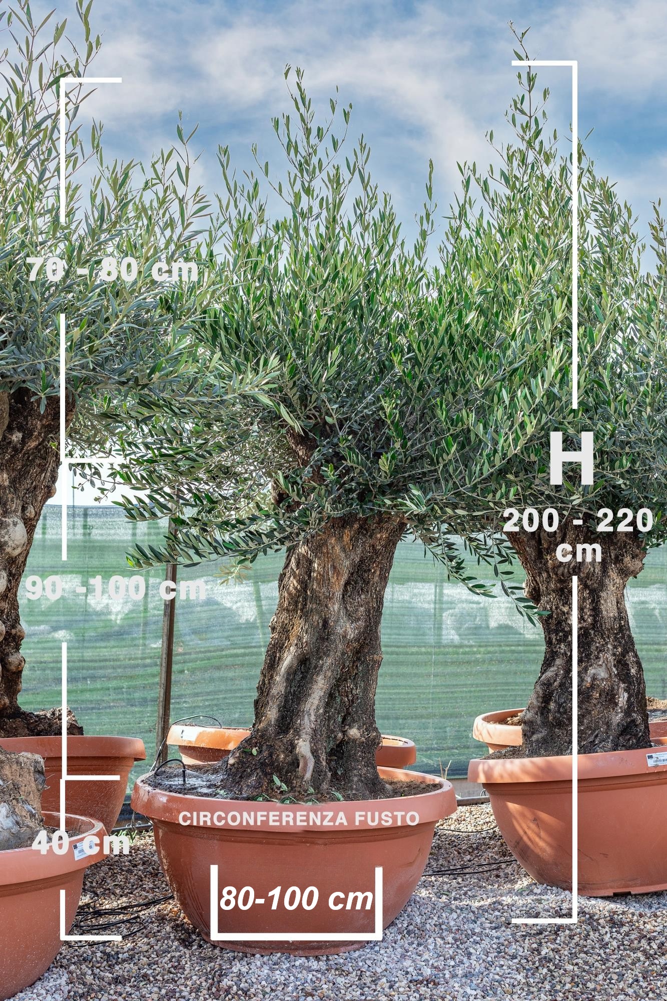 olivi OLIVO CIOTOLA BONSAI CIRCONFERENZA FUSTO 70/90 CM ALTEZZA DA 2,0 METRI A 2,2 METRI