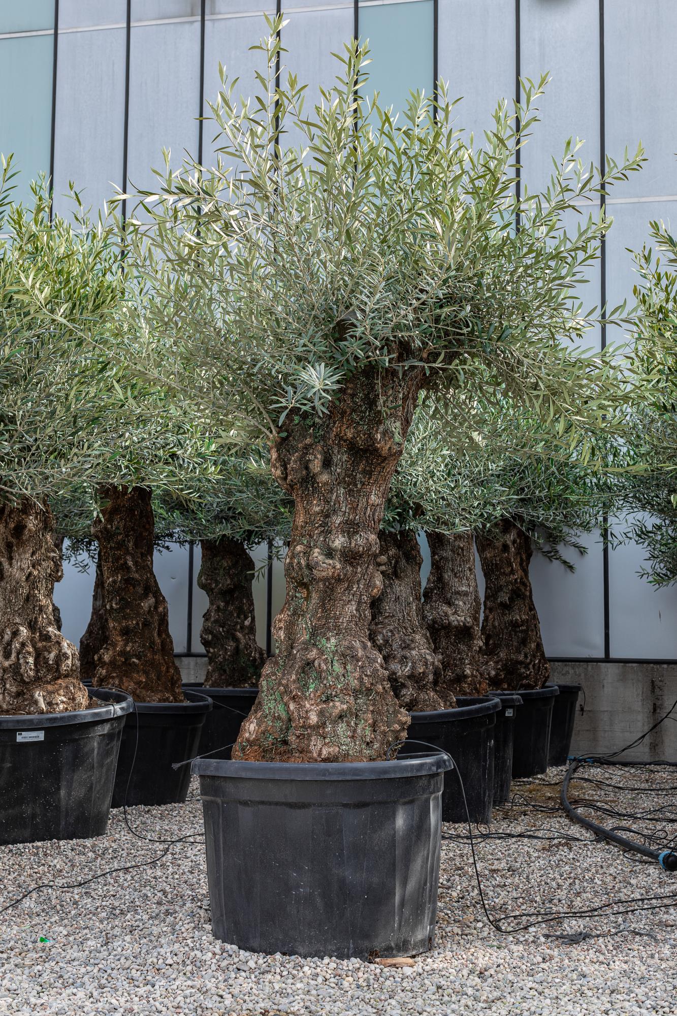 Vendita Olivo Bonsai secolari online
