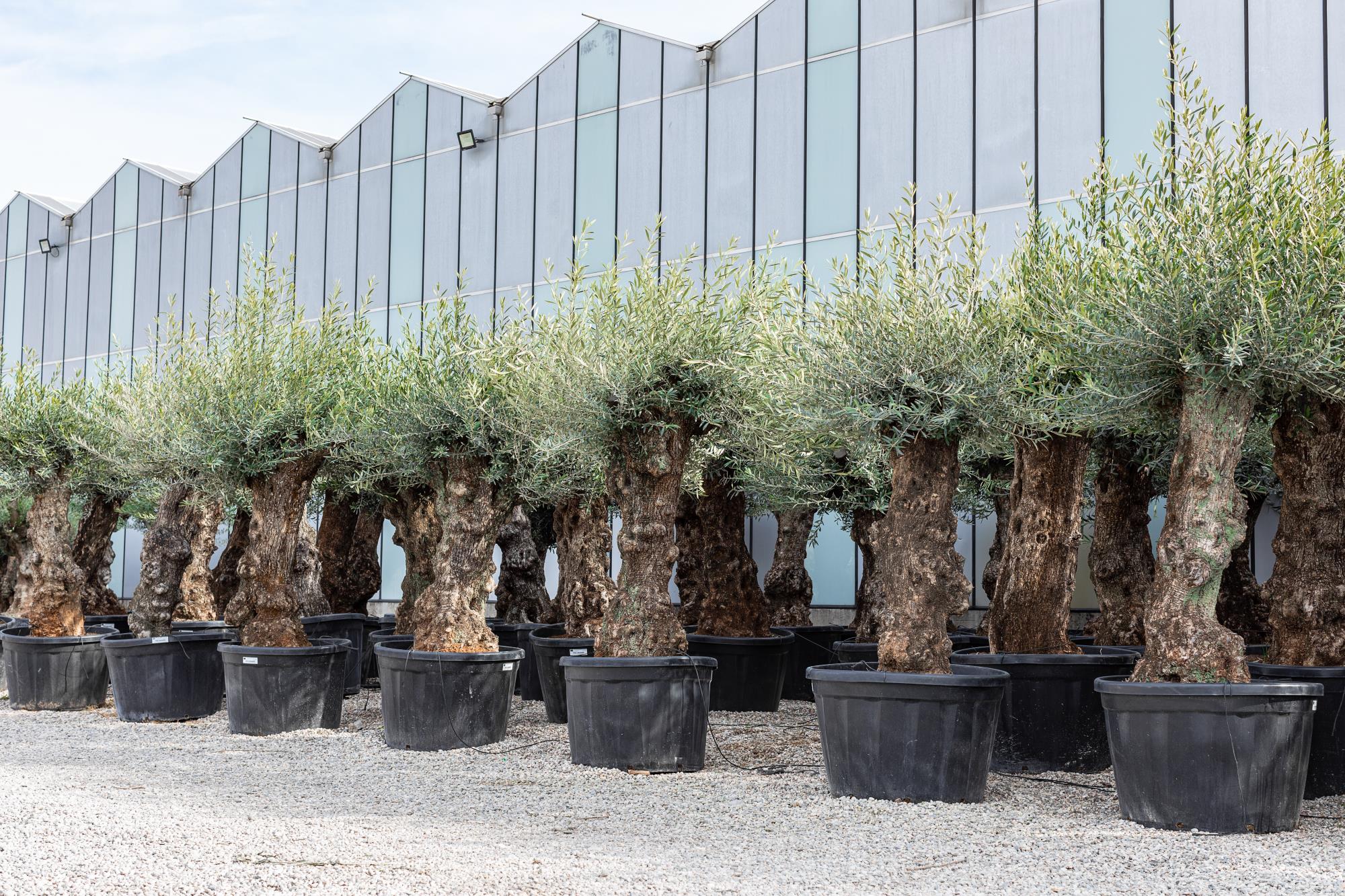 Olivenbau - BONSAI-OLIVENBAUM IM TOPF, STIELUMFANG 90/120 CM  HHE VON 2,4  METER BIS 2,50 METER HHE NUR STIEL 100  120 CM  GEWICHT 350 / 400 KG   VERFGBARKEIT