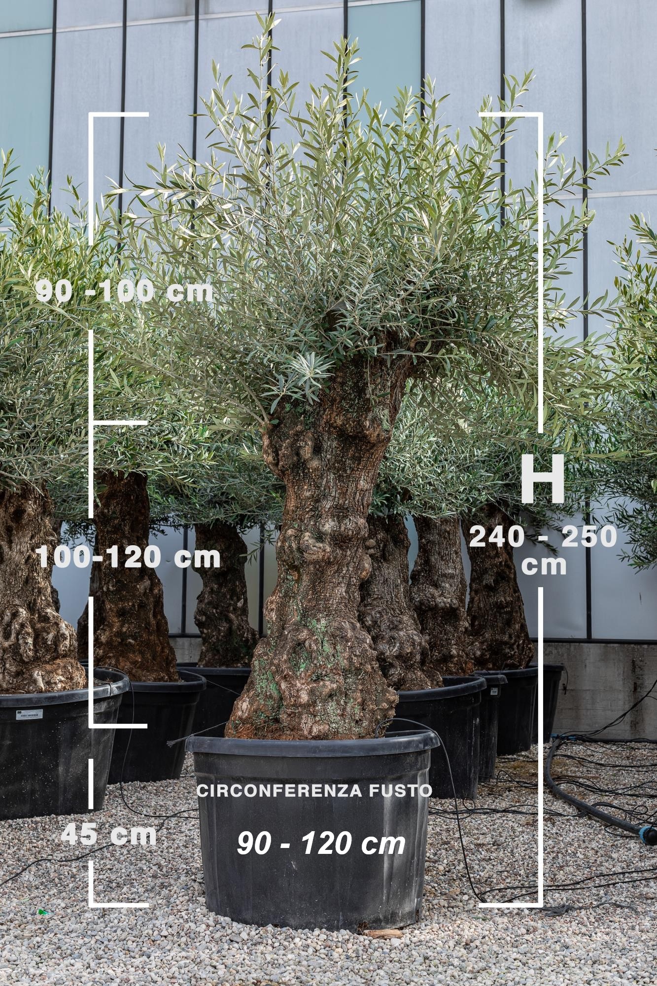 Olivenbau - BONSAI-OLIVENBAUM IM TOPF, STIELUMFANG 90/120 CM  HHE VON 2,4  METER BIS 2,50 METER HHE NUR STIEL 100  120 CM  GEWICHT 350 / 400 KG   VERFGBARKEIT