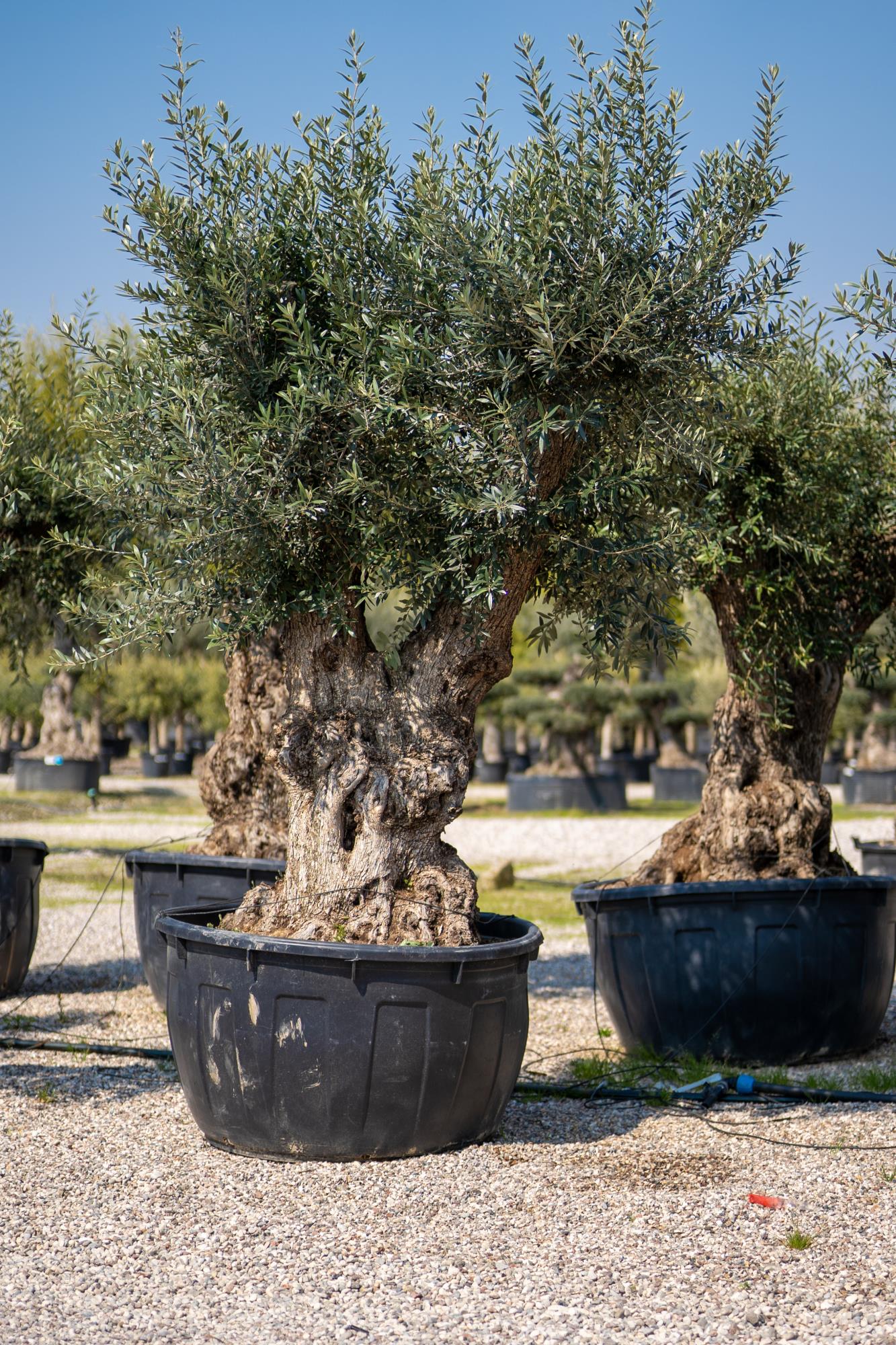 Pianta Di Ulivo Dolce (oliva Mela) In Vaso – Altezza 150/170 Cm, Vaso 20 Cm – Vera Foto, Nuova